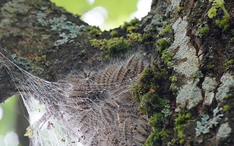 Watch For Toxic Caterpillars And More Ticks In Europe Army Public   Oak Processionary Moth Caterpillars Are Found In O